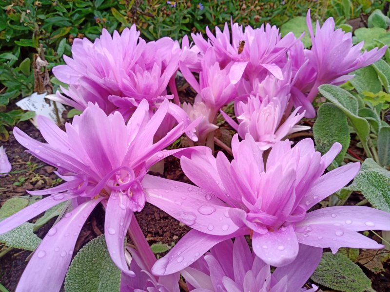 Colchicum  x hybridum 'Waterlily' Myrkkylilja